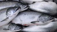 Поставки в Россию норвежского лосося полностью замещены лососем из Чили